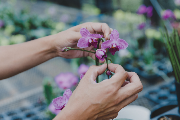 花農家応援企画！！おまかせミニ胡蝶蘭（5本寄せ）【お花 花 コチョウラン 胡蝶蘭 蘭 ラッピング 贈り物 プレゼント 誕生日 お祝い 誕生日 母の日 父の日 敬老の日 鹿嶋市 茨城県】（KAR-11）