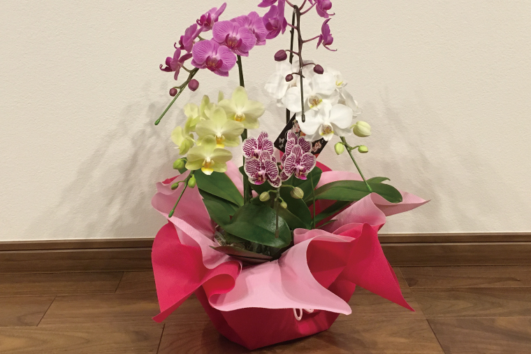 おまかせミニ胡蝶蘭（5本寄せ35輪以上）【お花 花 コチョウラン 胡蝶蘭 蘭 ラッピング 贈り物 プレゼント 誕生日 お祝い 誕生日 母の日 父の日 敬老の日 鹿嶋市 茨城県】（KAR-3）