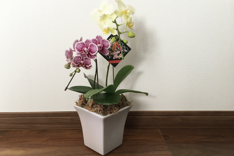 おまかせミニ胡蝶蘭（2本寄せ14輪以上）【陶器鉢】【お花 花 コチョウラン 胡蝶蘭 蘭 贈り物 プレゼント 誕生日 お祝い 誕生日 母の日 父の日 敬老の日 鹿嶋市 茨城県】（KAR-4）