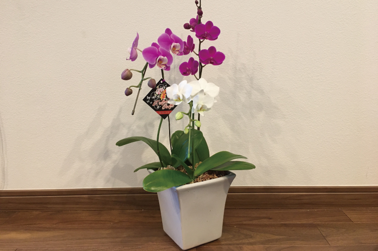 おまかせミニ胡蝶蘭（3本寄せ21輪以上）【陶器鉢】【お花 花 コチョウラン 胡蝶蘭 蘭 贈り物 プレゼント 誕生日 お祝い 誕生日 母の日 父の日 敬老の日 鹿嶋市 茨城県】(KAR-5)