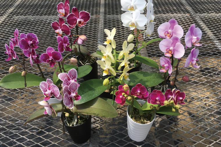 おまかせミニ胡蝶蘭（単鉢・7輪以上）4鉢セット【お花 花 コチョウラン 胡蝶蘭 蘭 贈り物 プレゼント 誕生日 お祝い 誕生日 母の日 父の日 敬老の日 鹿嶋市 茨城県】（KAR-7）