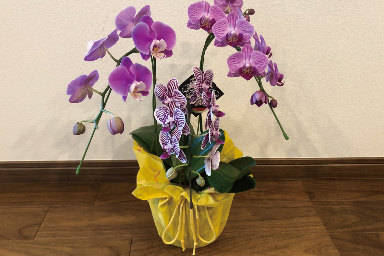 おまかせミニ胡蝶蘭（3本寄せMIX）【お花 花 コチョウラン 胡蝶蘭 蘭 ラッピング 贈り物 プレゼント 誕生日 お祝い 誕生日 母の日 父の日 敬老の日 鹿嶋市 茨城県】（KAR-9）