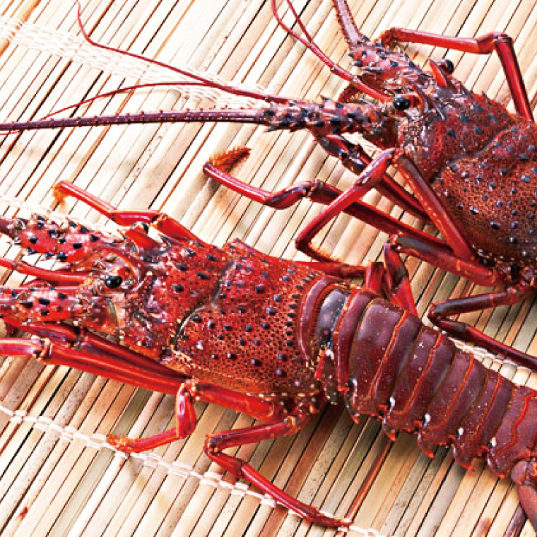 【漁師直送／生】伊勢海老 （3kg／6〜15本） 伊勢エビ (KBL-17)