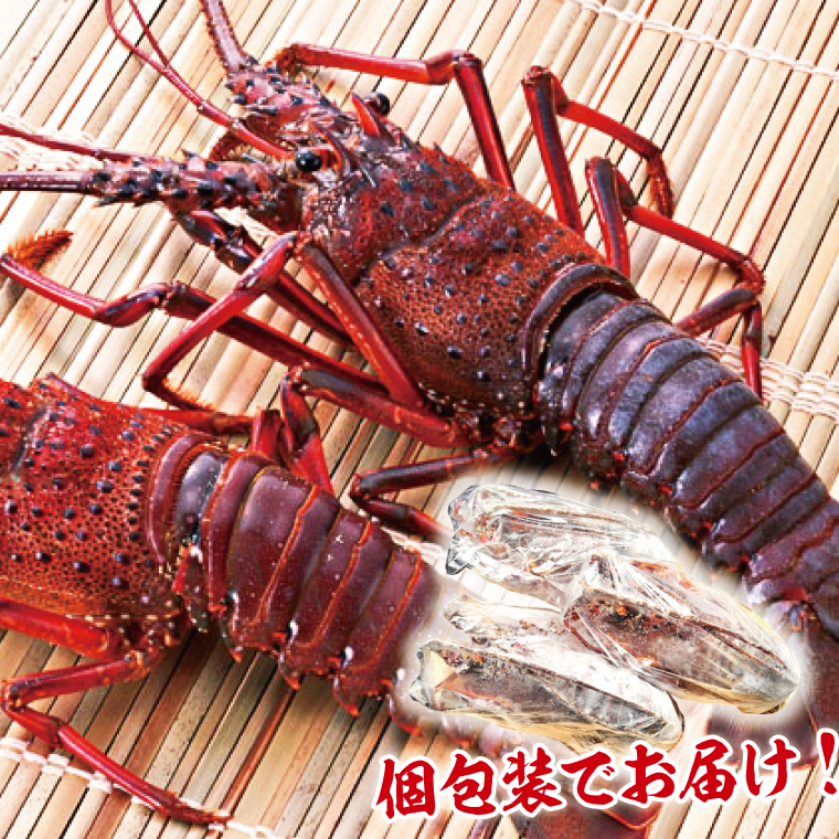 【漁師直送／活〆冷凍】伊勢海老（3kg／6~15尾）（KBL-20)