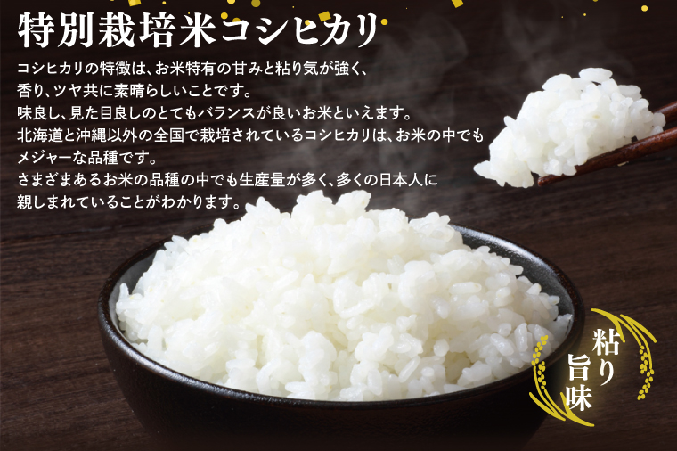 【令和7年産】鹿嶋市産ミルキークイーンと特別栽培米コシヒカリ食べ比べセット計10kg(各5kg×1袋)【お米 米 こしひかり 特別栽培 有機肥料 有機栽培 鹿嶋市 茨城県 玄米 白米 新米 おにぎり ごはん 30000円以内 3万円以内】(KBS-10） 食べ比べ 10kg