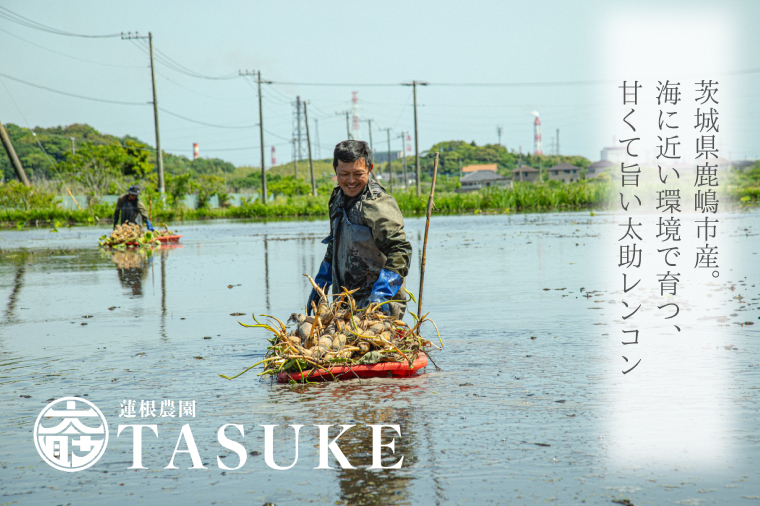 【先行予約】【奇跡のレンコン】茨城県鹿嶋市産 太助レンコン 約2kg 【れんこん 根菜 蓮根 れん根 2キロ 10000円以内 1万円以内】（KBU-1）