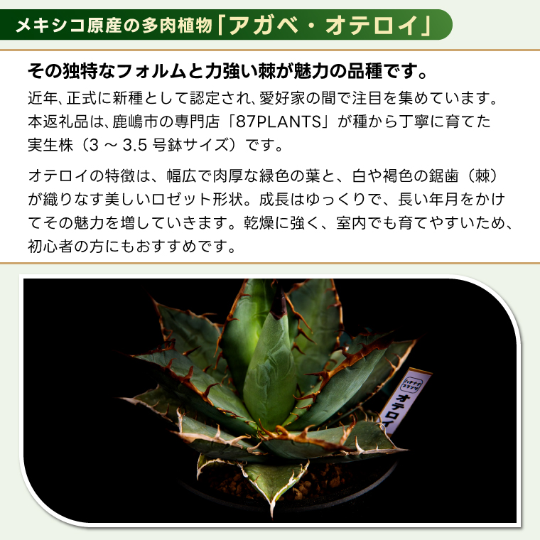 鹿嶋市産 実生アガベ・オテロイ（3～3.5号鉢サイズ）【アガベ オテロイ 多肉植物 鉢 茨城県 鹿嶋市】（KCP-11）