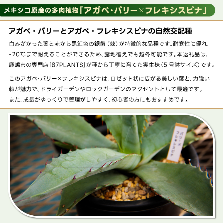 鹿嶋市産 実生アガベ・パリー×フレキシスピナ（5号鉢）【アガベ パリー フレキシスピナ 多肉植物 鉢 茨城県 鹿嶋市 】（KCP-15）