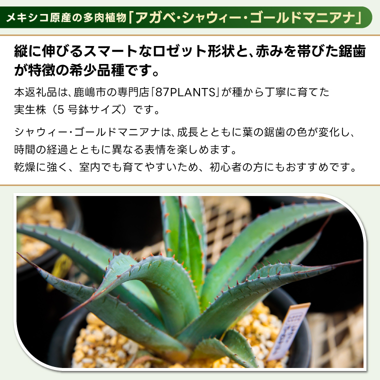 鹿嶋市産 実生アガベ・シャウィー・ゴールドマニアナ（5号鉢）【アガベ シャウィー ゴールドマニアナ 多肉植物 鉢 茨城県 鹿嶋市 】（KCP-27）