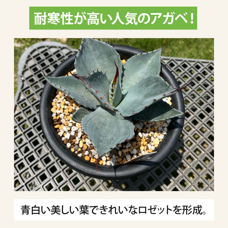 アガベ　パリー・トランカータ 6号鉢 鹿嶋市産 実生（KCP-29-b）
