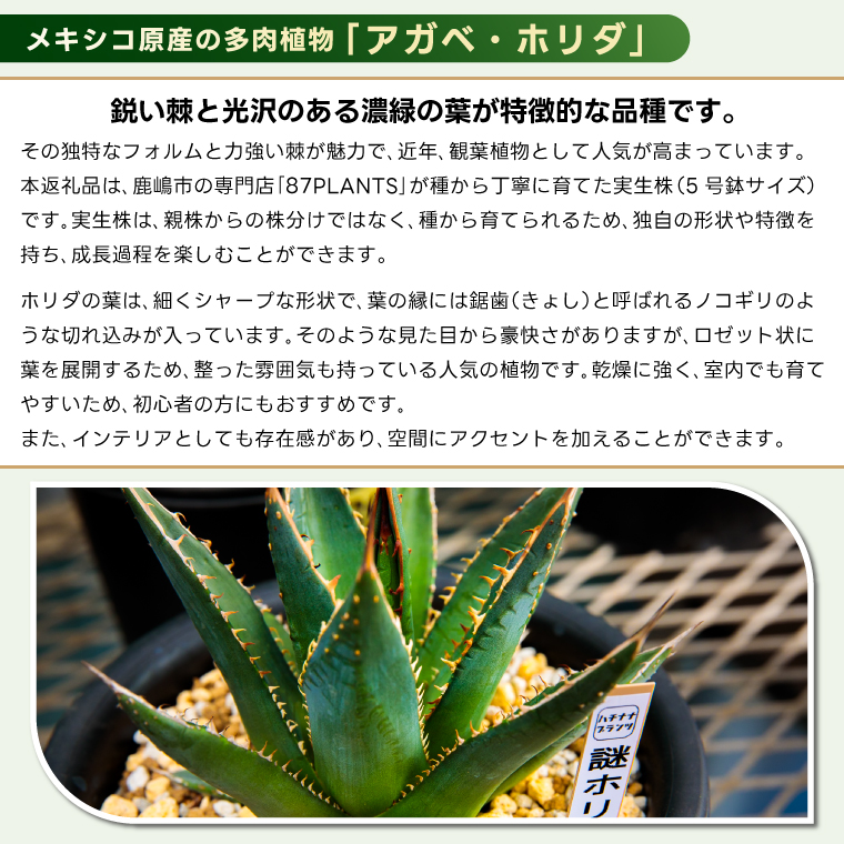 鹿嶋市産 実生アガベ 謎ホリダ【アガベ 謎ホリダ 多肉植物 鉢 茨城県 鹿嶋市 】（KCP-37）