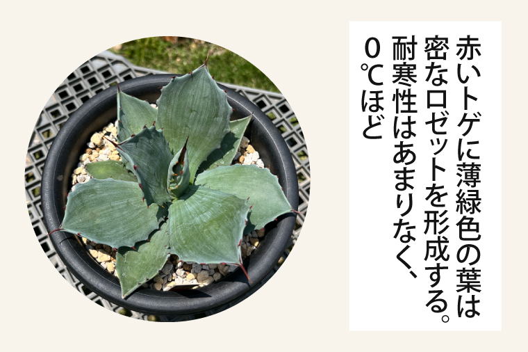 コンゲスタ（KCP-6）