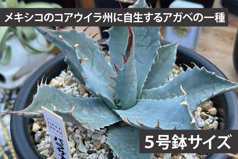 鹿嶋市産アガベ！　アガベ　パラサナ　５号鉢【アガベ多肉植物 キャベツヘッド 鉢 数量限定 茨城県 鹿嶋市 20000円以内】（KCP-9）