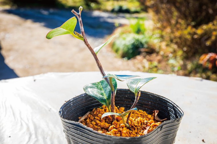 【2025年9月以降発送】雲竜椿　苗木×2（樹高25cm前後）【雲竜椿 苗木 ツバキ 三河雲龍 盆栽 茨城県 鹿嶋市 50000円以内】（KDM-005）