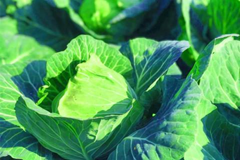 【先行予約】フルーツキャベツ（10kg）【産地直送 期間限定 人気 出荷時期限定 きゃべつ 野菜 お野菜 鹿嶋市 茨城県 】（KAG-31） 10kg