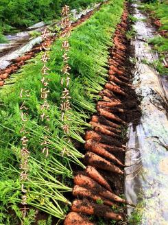 【先行予約】にんじん 5kg 旬の安心野菜【人参 ニンジン 無農薬 有機 栽培 野菜 サラダ 料理 オーガニック 数量 限定 人気 栄養 茨城県 鹿嶋市】 (KAX-15)