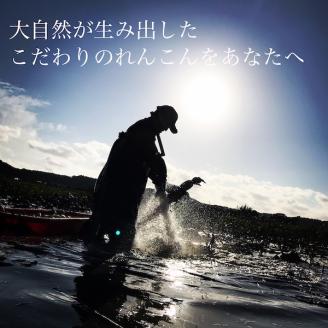 ＼先行予約・数量限定／オーガニック肥料で育てたれんこん 2kg (8月上旬発送開始予定)【茨城県 鹿嶋市 有機栽培 オーガニック レンコン 蓮根 野菜 根菜 産地直送 有機野菜 】（KBJ-3）