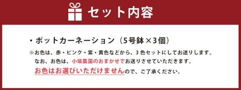 色とりどりのカーネーション（5号鉢）3色セット 母の日　花　プレゼント（KAQ-1）