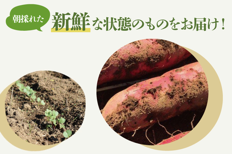 【10月中旬～11月末までの発送品！】【普通栽培】紅はるか 生さつまいも(8kg+約25%補償分)　計 約10kg【サツマイモ 芋 いも べにはるか 自然栽培 新鮮 焼き芋 煮物 天ぷら スイートポテト 鹿嶋市 茨城県】（KAG-42）