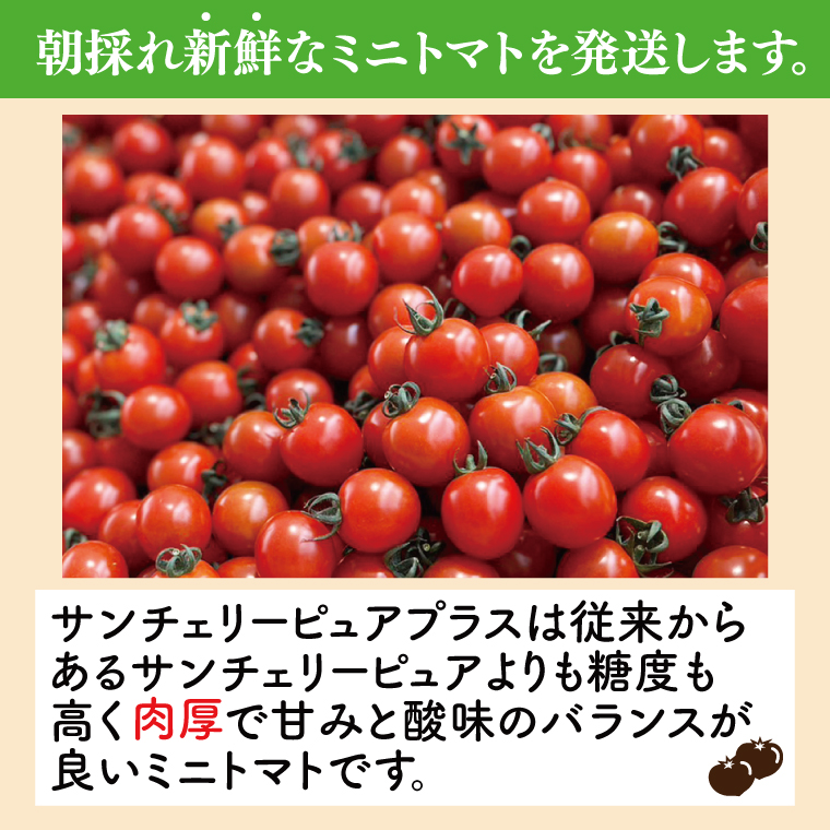 ★先行予約★ ミニトマト 3kg 朝採れ サンチェリーピュアプラス 【2026年8月中旬より発送予定】野菜 フレッシュ 新鮮 BBQ ぷちとまと 酸味 おいしい こども 甘み みずみずしい やさい 産地 直送 茨城 鹿嶋市 超濃厚 甘い 人気 ビタミンC 美味しい 大容量 ギフト 贈り物 産直野菜 農園直送 送料無料 (KAM-30)