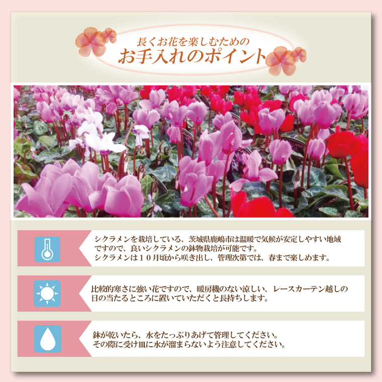 【数量限定】シクラメン【6号鉢】1鉢 花 鉢植え 鉢花  ギフト お祝い 贈答品 インテリア 庭 ガーデン（KAQ-3）