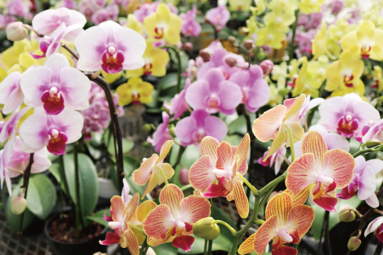 おまかせミニ胡蝶蘭（5本寄せ35輪以上）【お花 花 コチョウラン 胡蝶蘭 蘭 ラッピング 贈り物 プレゼント 誕生日 お祝い 誕生日 母の日 父の日 敬老の日 鹿嶋市 茨城県】（KAR-3）