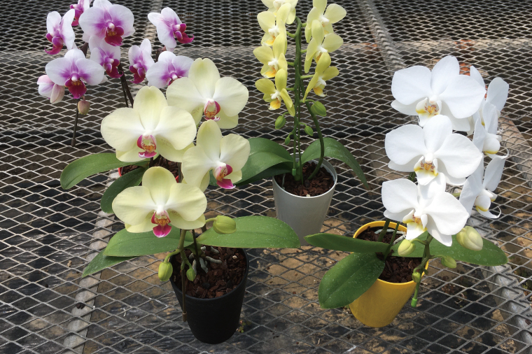 おまかせミニ胡蝶蘭（単鉢・7輪以上）4鉢セット【お花 花 コチョウラン 胡蝶蘭 蘭 贈り物 プレゼント 誕生日 お祝い 誕生日 母の日 父の日 敬老の日 鹿嶋市 茨城県】（KAR-7）