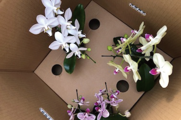 おまかせミニ胡蝶蘭（単鉢・7輪以上）3鉢セット【お花 花 コチョウラン 胡蝶蘭 蘭 贈り物 プレゼント 誕生日 お祝い 誕生日 母の日 父の日 敬老の日 鹿嶋市 茨城県】（KAR-8）