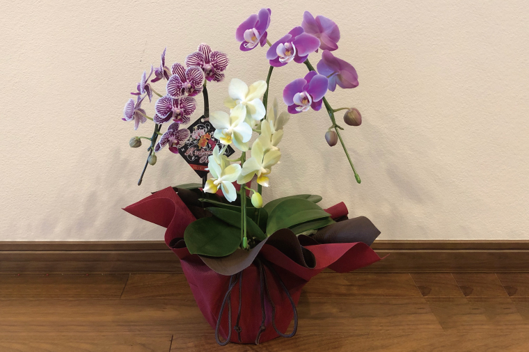 おまかせミニ胡蝶蘭（3本寄せMIX）【お花 花 コチョウラン 胡蝶蘭 蘭 ラッピング 贈り物 プレゼント 誕生日 お祝い 誕生日 母の日 父の日 敬老の日 鹿嶋市 茨城県】（KAR-9）