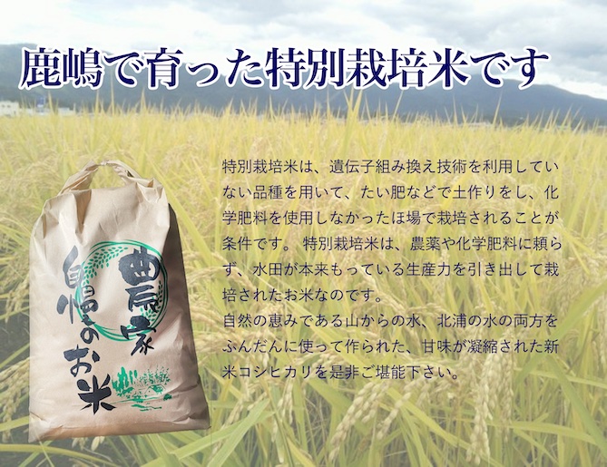 【令和7年産】安心安全のお米！特別栽培米コシヒカリ（5kg）【茨城県 お米 こしひかり 産地直送 おいしい ごはん 】（KAV-5）