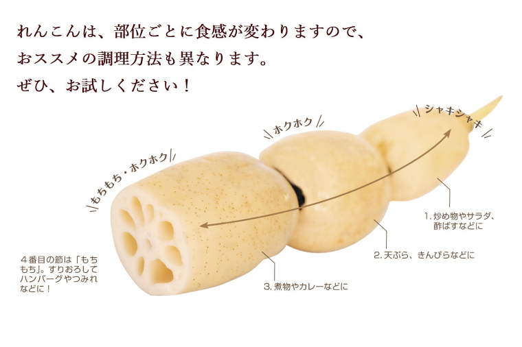 ＼先行予約・数量限定／オーガニック肥料で育てたれんこん 2kg (8月上旬発送開始予定)【茨城県 鹿嶋市 有機栽培 オーガニック レンコン 蓮根 野菜 根菜 産地直送 有機野菜 】（KBJ-3）
