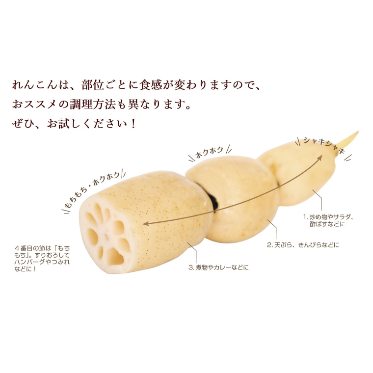 ＼先行予約・数量限定／オーガニック肥料で育てたれんこん 4kg (8月上旬発送開始予定)【茨城県 鹿嶋市 有機栽培 オーガニック レンコン 蓮根 野菜 根菜 産地直送 有機野菜 】（KBJ-2）