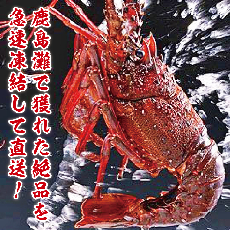 【漁師直送／活〆冷凍】伊勢海老（3kg／6~15尾）（KBL-20)