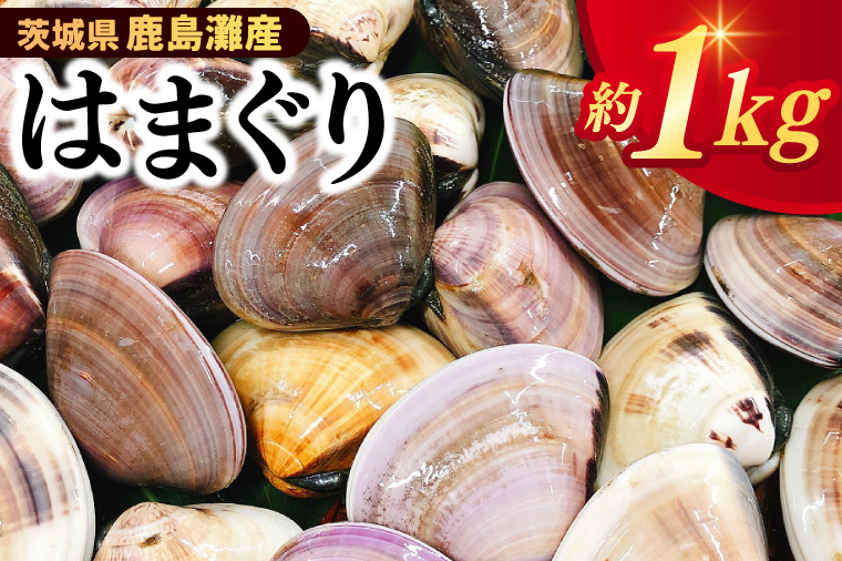 いばらき満喫Bセット 「鹿島灘産 はまぐり」＋「【茨城県共通返礼品】常陸の輝き (豚肉) 味噌漬け」【蛤 ハマグリ 三元豚 豚 ぶた ブタ セット バーベキュー BBQ 贈答用 ギフト 鹿嶋市 茨城】(KBL-21)