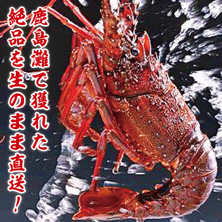 【漁師直送／生】伊勢海老（1kg／2〜5尾）（KBL-22）