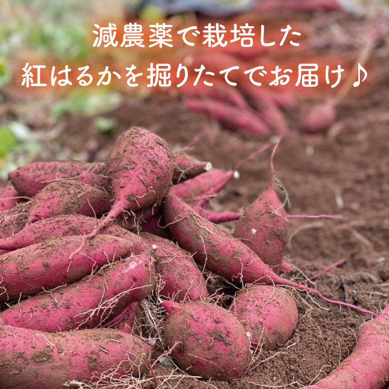 【先行予約】鹿畑ポテト小屋の生さつまいも 紅はるか 計 約5kg（４kg+約25％補償分） 【鹿嶋市 減農薬 熟成 貯蔵 サツマイモ 生芋 べにはるか 送料無料 5キロ 10000円以内 1万円以内】 (KBR-10)