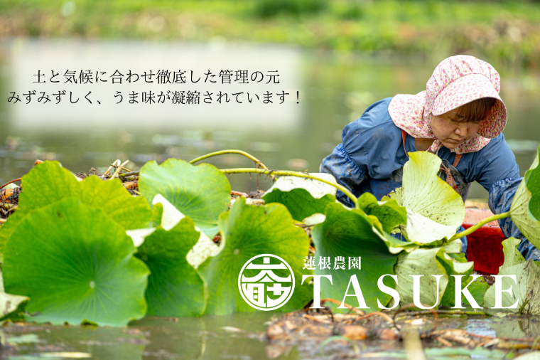 【先行予約】【奇跡のレンコン】茨城県鹿嶋市産 太助レンコン 約2kg 【れんこん 根菜 蓮根 れん根 2キロ 10000円以内 1万円以内】（KBU-1）