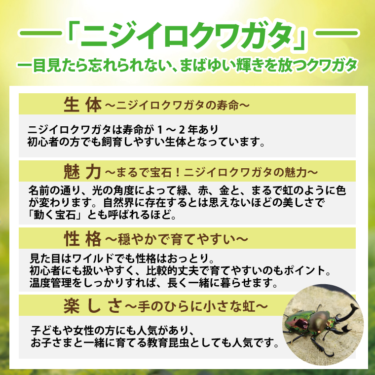 ニジイロクワガタ オスメス ペア飼育セット①【クワガタ クワガタムシ 昆虫 虫  飼育 セット 夏休み 自由研究 鹿嶋市 茨城県】（KBY-9）