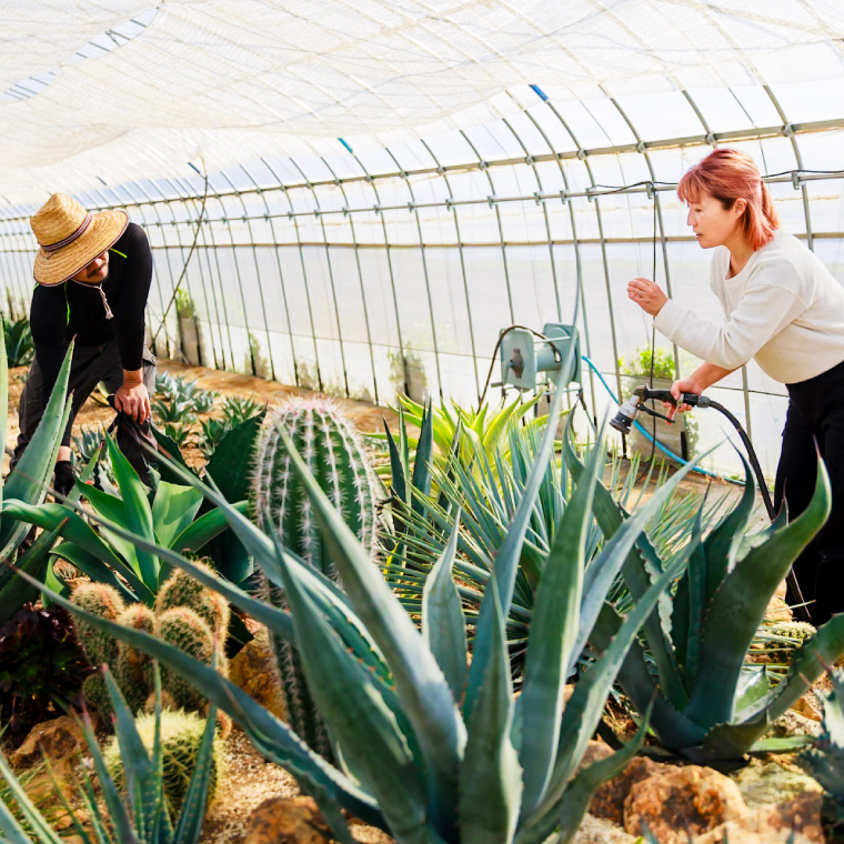 鹿嶋市産 実生アガベ・ハバディアーナ（5号鉢）【アガベ ハバディアーナ 多肉植物 鉢 茨城県 鹿嶋市 】（KCP-23）
