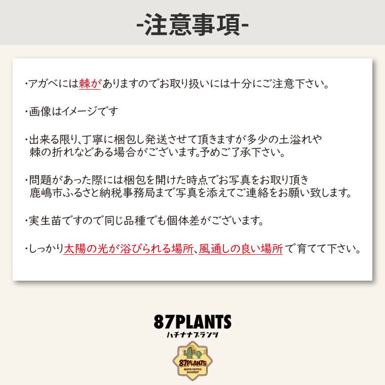 アガベ　パリー・トランカータ 6号鉢 鹿嶋市産 実生（KCP-29-b）