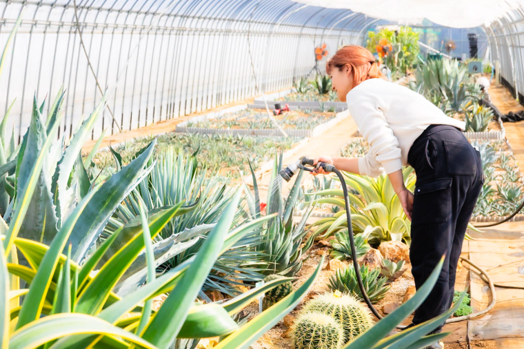 コンゲスタ（KCP-6）