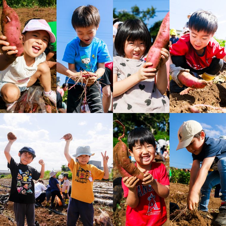 ★期間限定★ 熟成焼きいも 善右ヱ門 「 特製 焼き芋 1kg 」熟成 焼きいも 焼芋 やきいも さつまいも サツマイモ いも 人気 茨城県 鹿嶋市 (KEL-1)