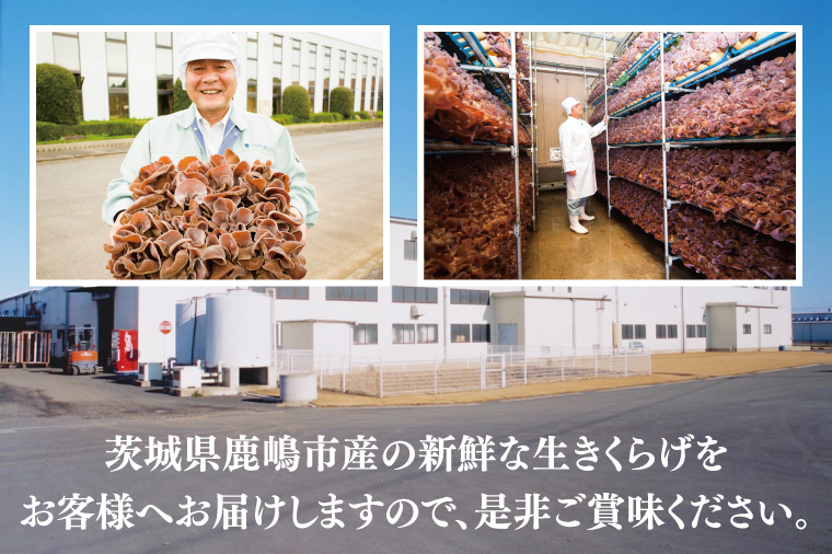 KL-3　コリコリ食感！生きくらげ