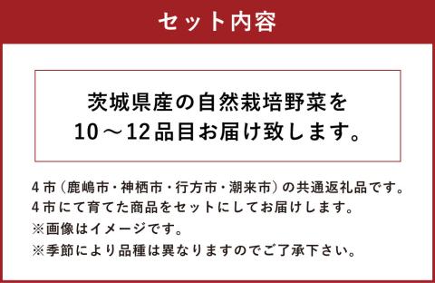 【共通返礼品】自然栽培野菜10～12品目(KBE-111)