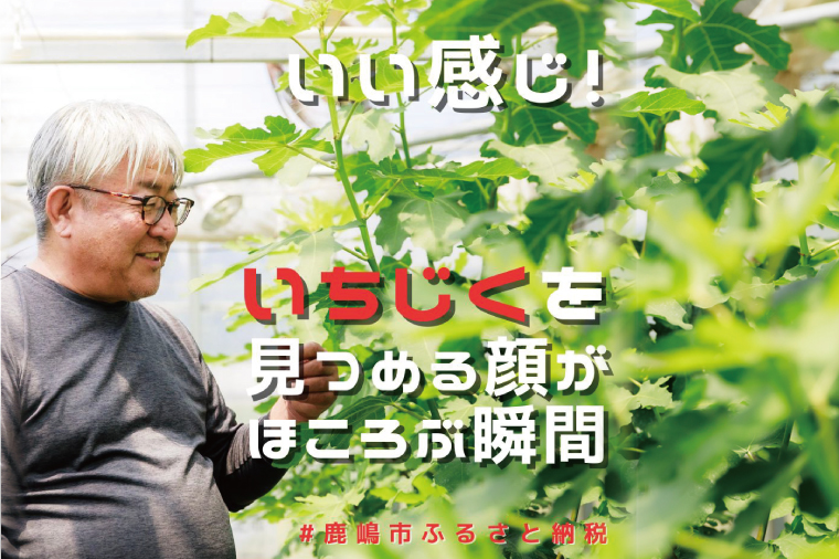 イチジク苗木 3年物【なえぎ 観葉 植物 いちじく 自宅 ポット ドーフィン 茨城県 鹿嶋市】（KAE-9）