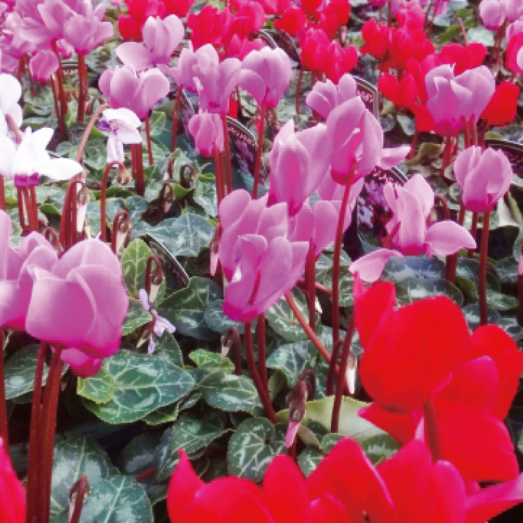 【数量限定】シクラメン【6号鉢】1鉢 花 鉢植え 鉢花  ギフト お祝い 贈答品 インテリア 庭 ガーデン（KAQ-3）