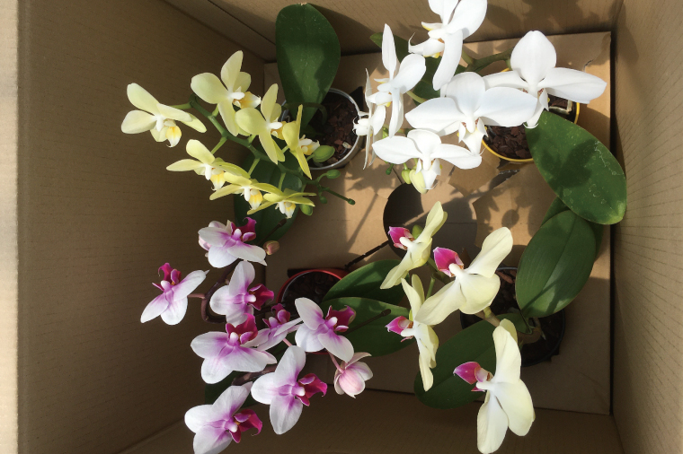 おまかせミニ胡蝶蘭（単鉢・7輪以上）4鉢セット【お花 花 コチョウラン 胡蝶蘭 蘭 贈り物 プレゼント 誕生日 お祝い 誕生日 母の日 父の日 敬老の日 鹿嶋市 茨城県】（KAR-7）