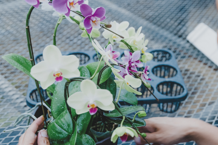 おまかせミニ胡蝶蘭（単鉢・7輪以上）3鉢セット【お花 花 コチョウラン 胡蝶蘭 蘭 贈り物 プレゼント 誕生日 お祝い 誕生日 母の日 父の日 敬老の日 鹿嶋市 茨城県】（KAR-8）