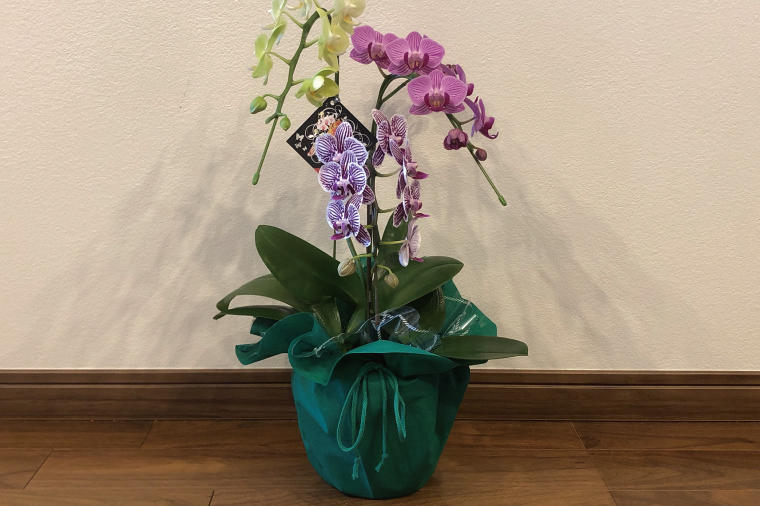 おまかせミニ胡蝶蘭（3本寄せMIX）【お花 花 コチョウラン 胡蝶蘭 蘭 ラッピング 贈り物 プレゼント 誕生日 お祝い 誕生日 母の日 父の日 敬老の日 鹿嶋市 茨城県】（KAR-9）