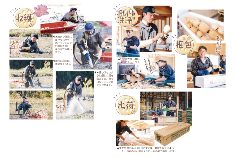 ＼先行予約・数量限定／オーガニック肥料で育てたれんこん 2kg (8月上旬発送開始予定)【茨城県 鹿嶋市 有機栽培 オーガニック レンコン 蓮根 野菜 根菜 産地直送 有機野菜 】（KBJ-3）